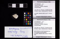 Foto (Objekt + Etikett) von Goniodromitidae indet.  (NHMW-GEO-2017-0089-0009)
